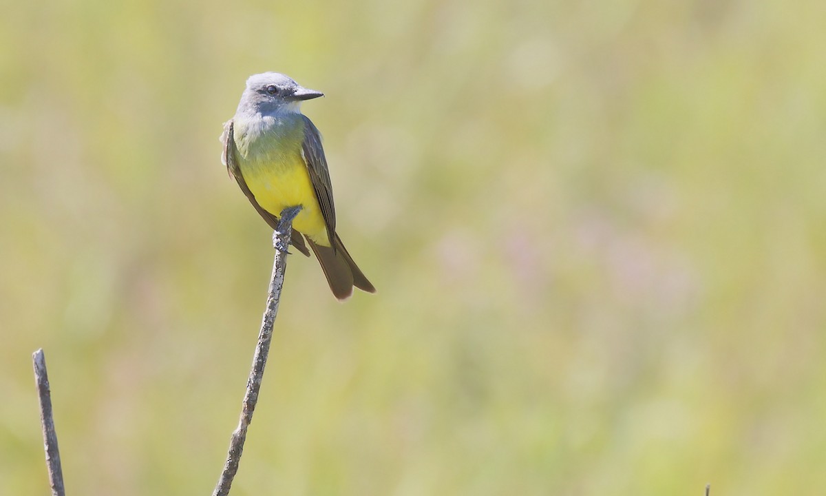 Tropical Kingbird - ML620000369