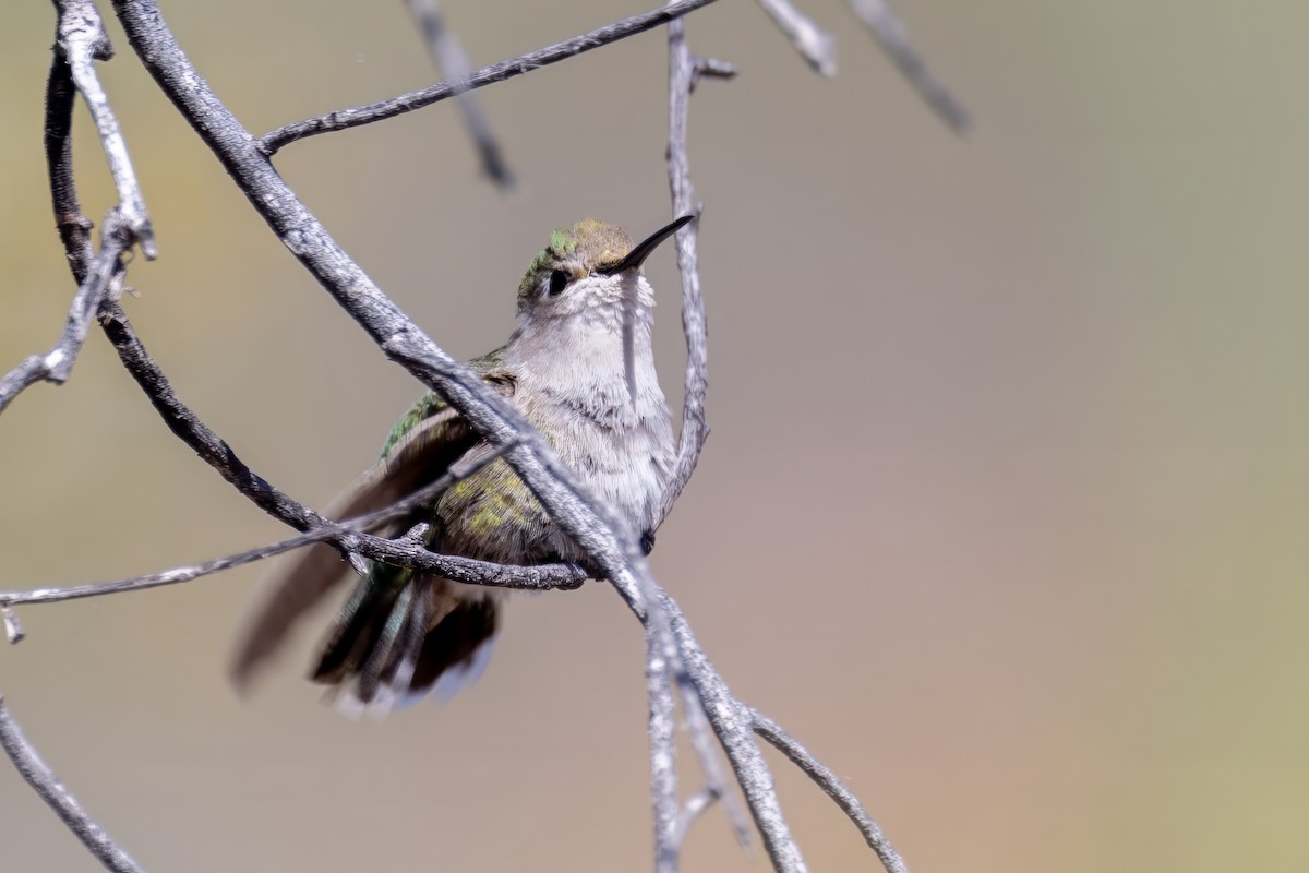 Costa's Hummingbird - ML620000375