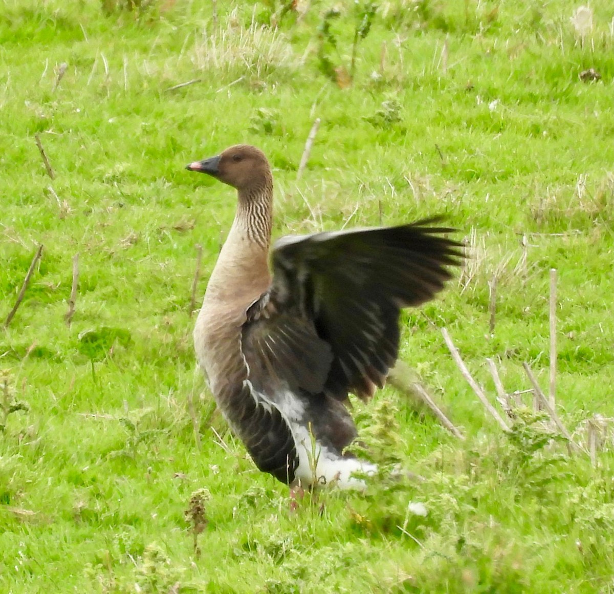 Pink-footed Goose - ML620000377