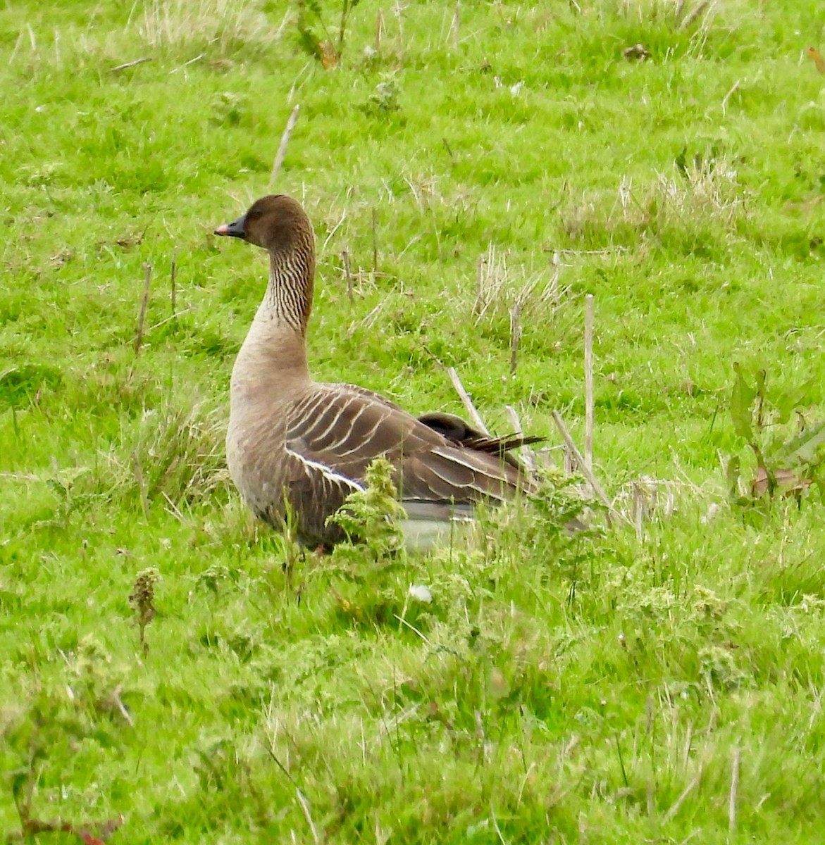 Pink-footed Goose - ML620000378