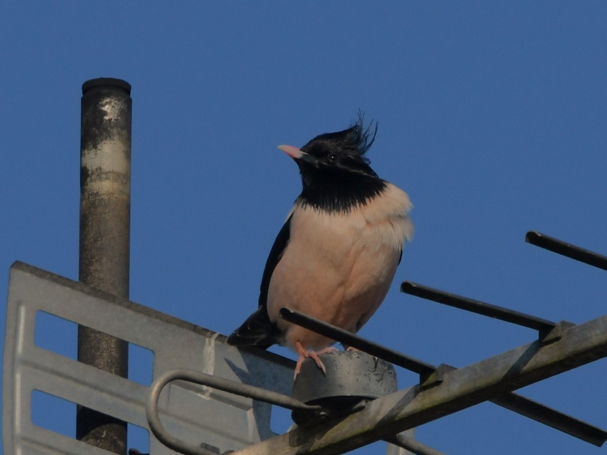 粉紅椋鳥 - ML620000381