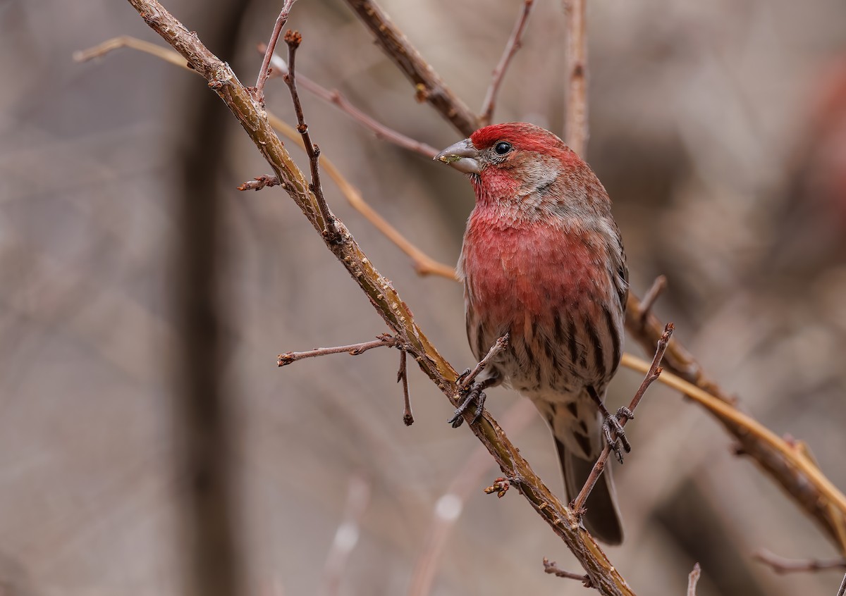 House Finch - Mike Edgecombe