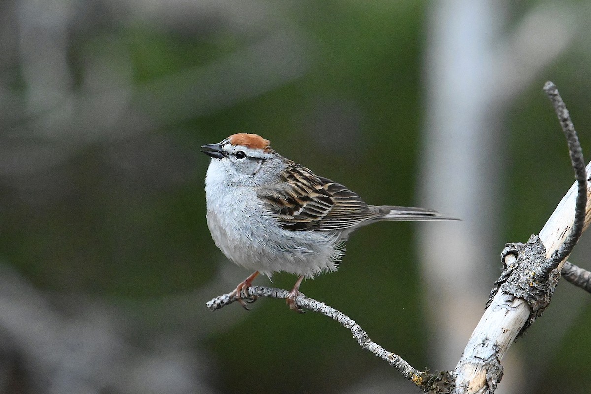 Chipping Sparrow - ML620000408