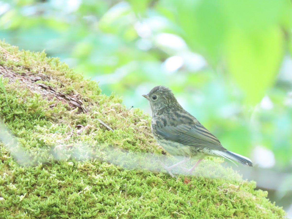 Dark-eyed Junco - ML620000411