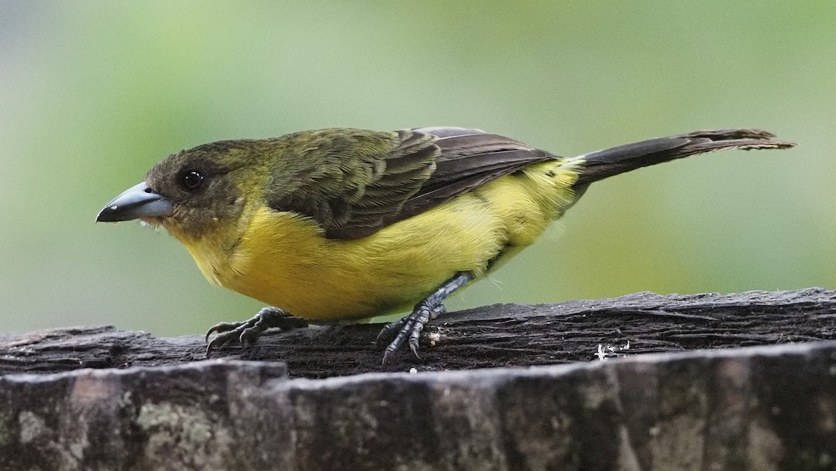 Flame-rumped Tanager - ML620000412