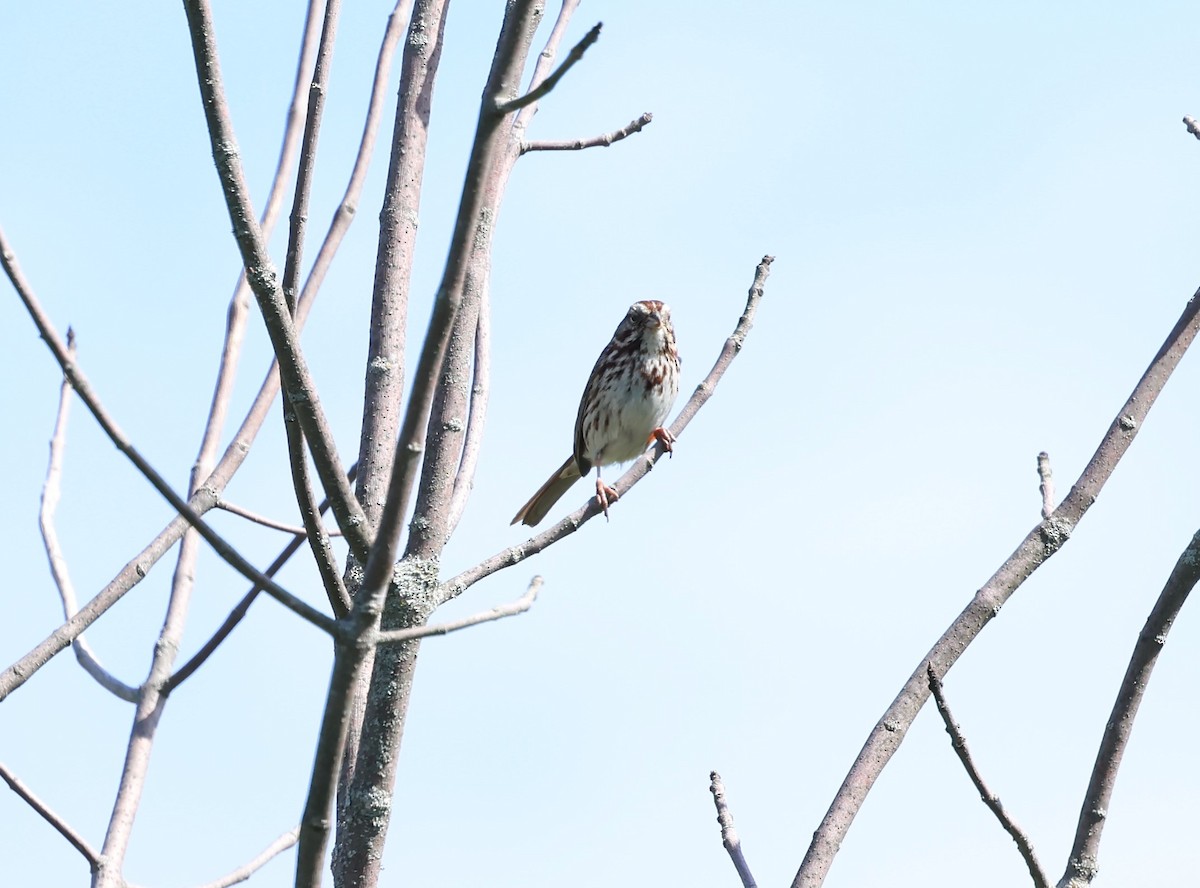 Song Sparrow - ML620000423