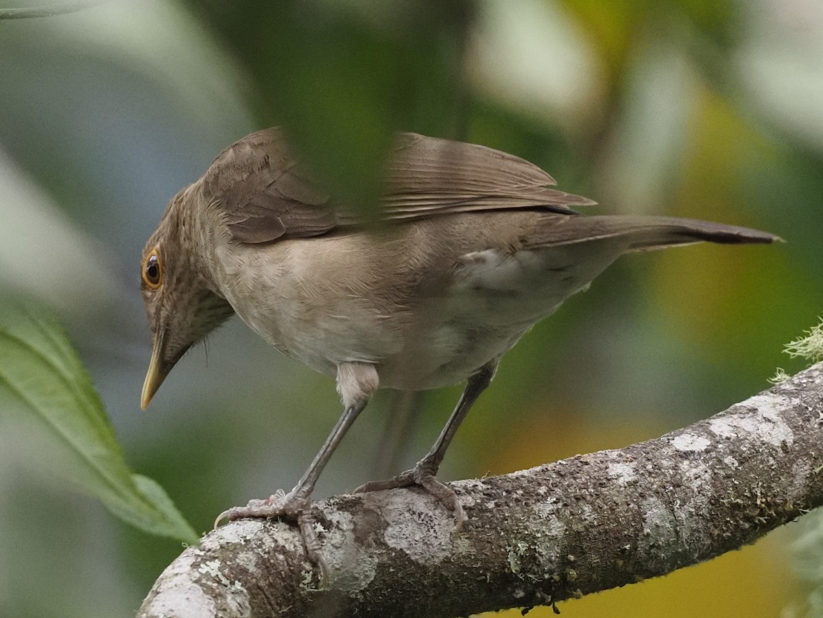 Ecuadorian Thrush - ML620000430