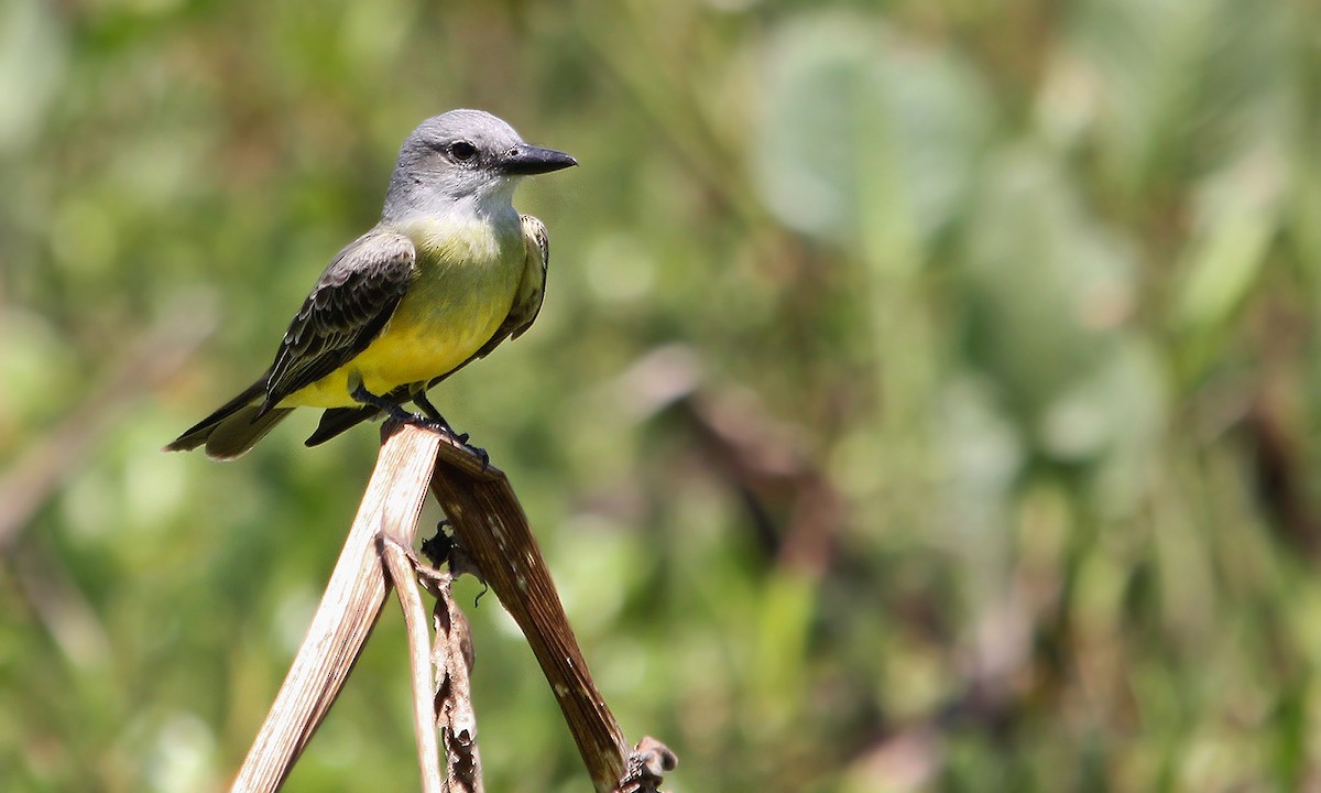 Tropical Kingbird - ML620000436