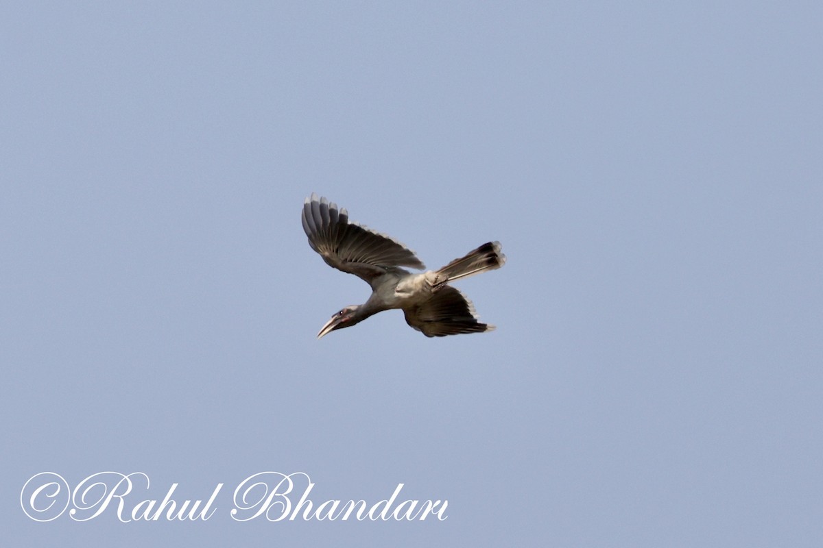 Indian Gray Hornbill - ML620000437