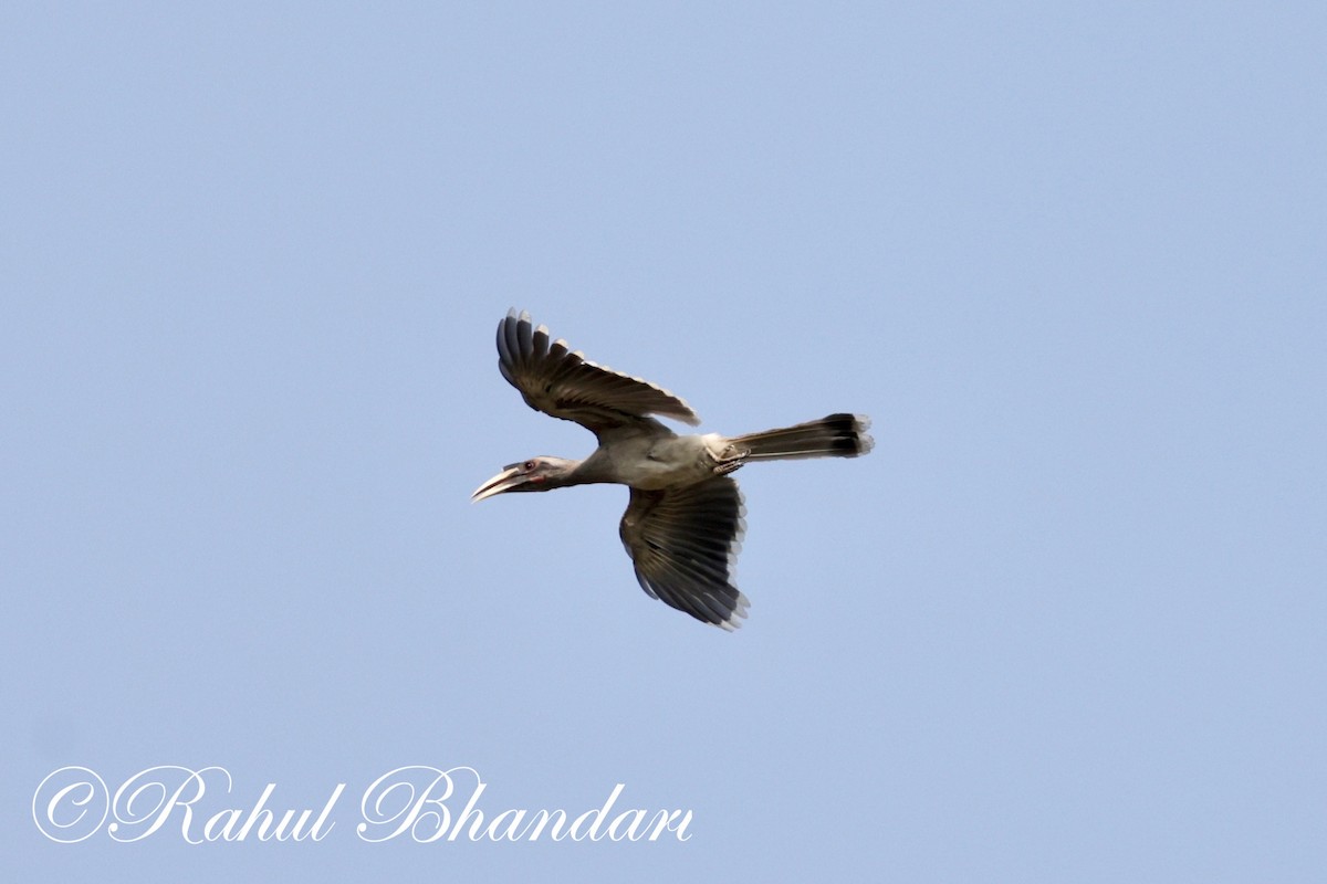 Indian Gray Hornbill - ML620000438