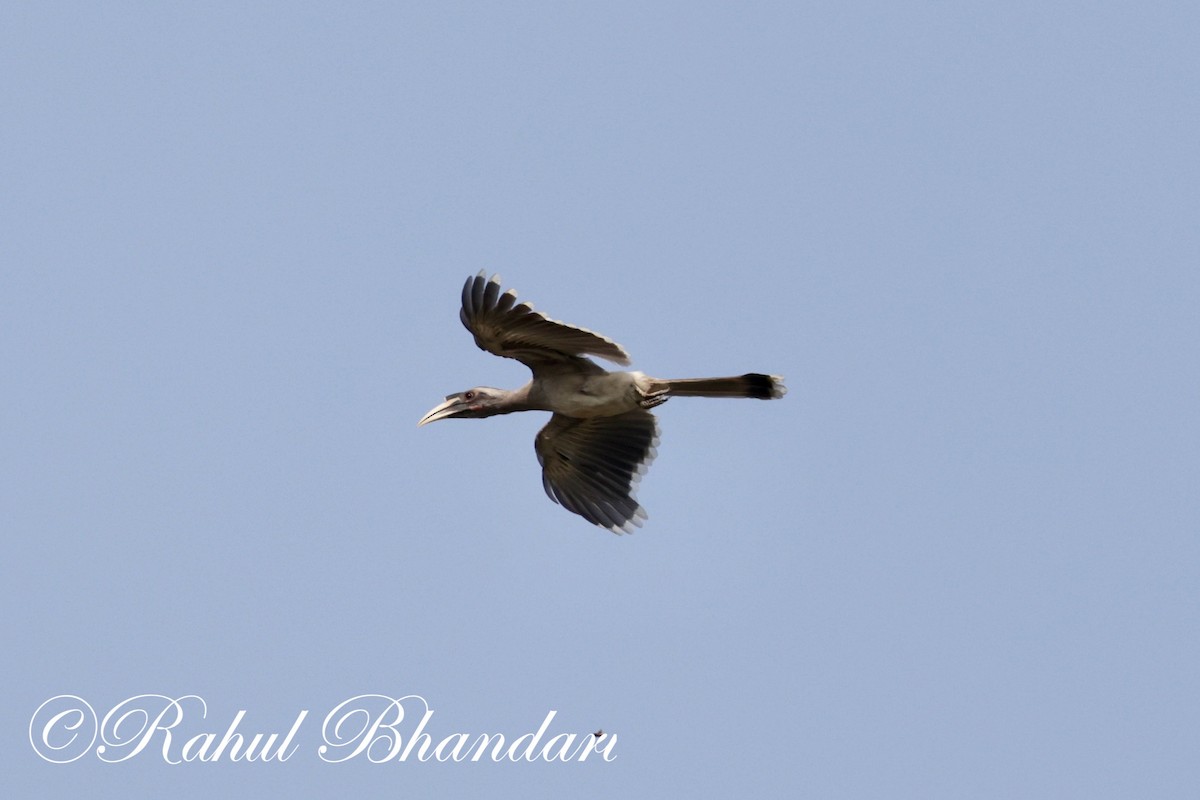 Indian Gray Hornbill - ML620000441