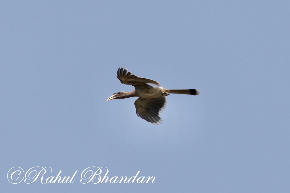 Indian Gray Hornbill - ML620000442