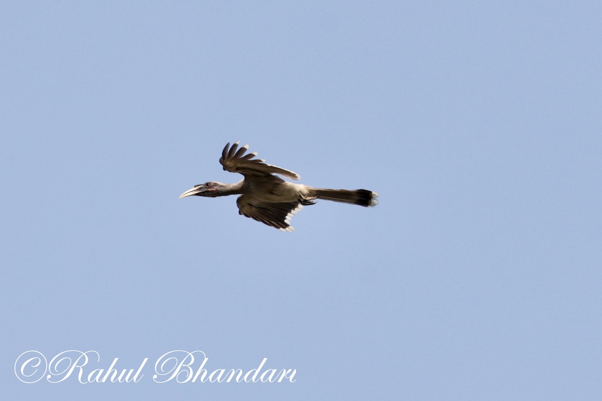 Indian Gray Hornbill - ML620000443