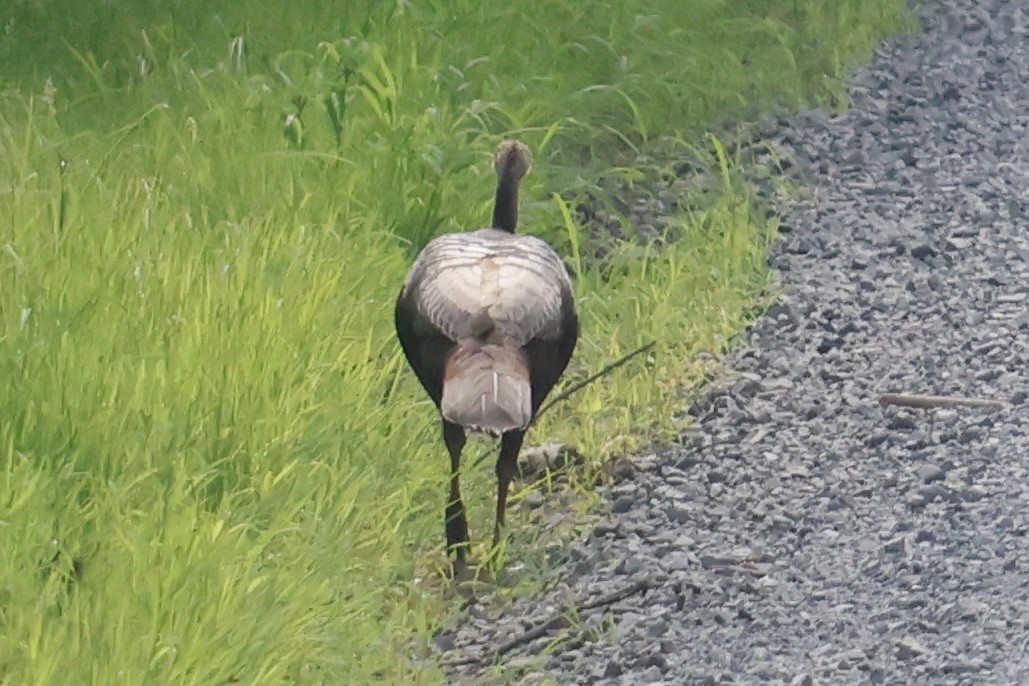 Guajolote Gallipavo - ML620000447