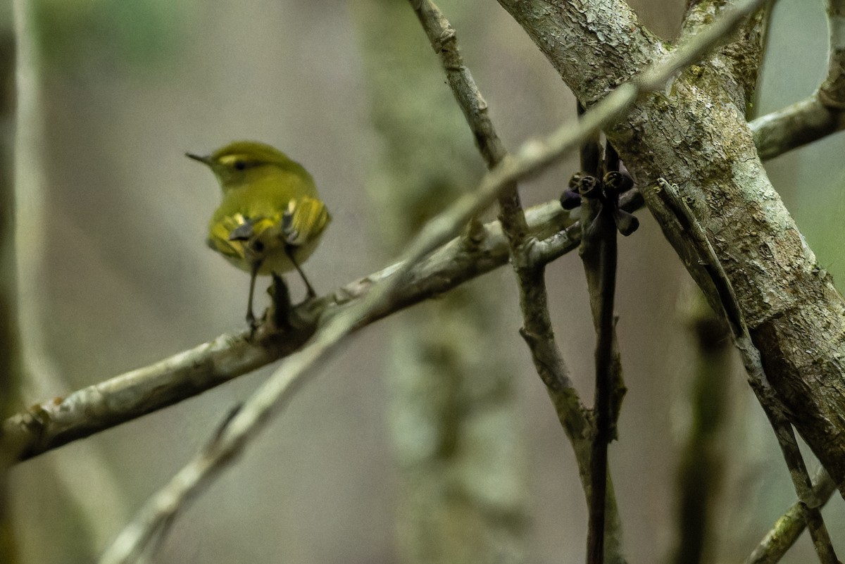 Hangnest Tody-Tyrant - ML620000460