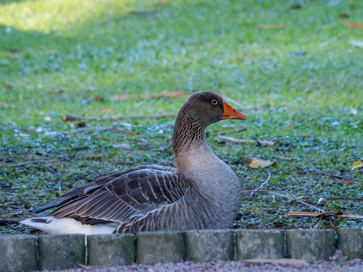 Graylag Goose (Domestic type) - ML620000464