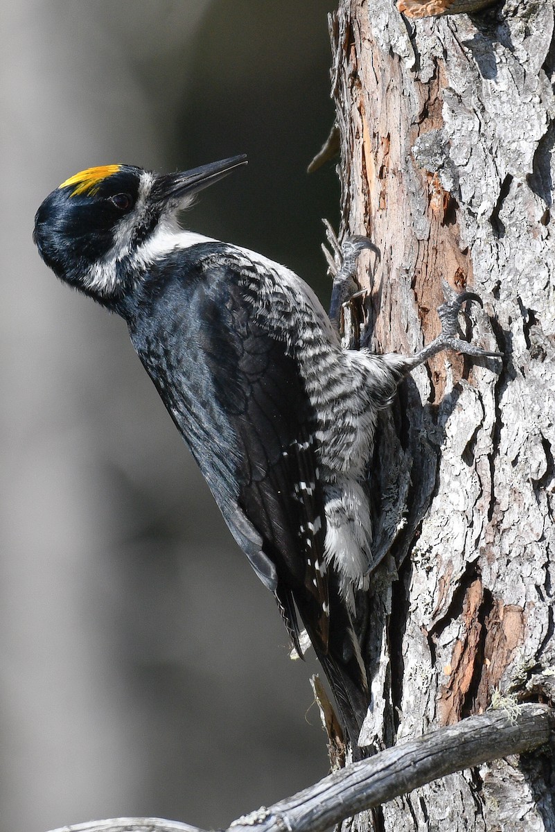 Black-backed Woodpecker - ML620000470