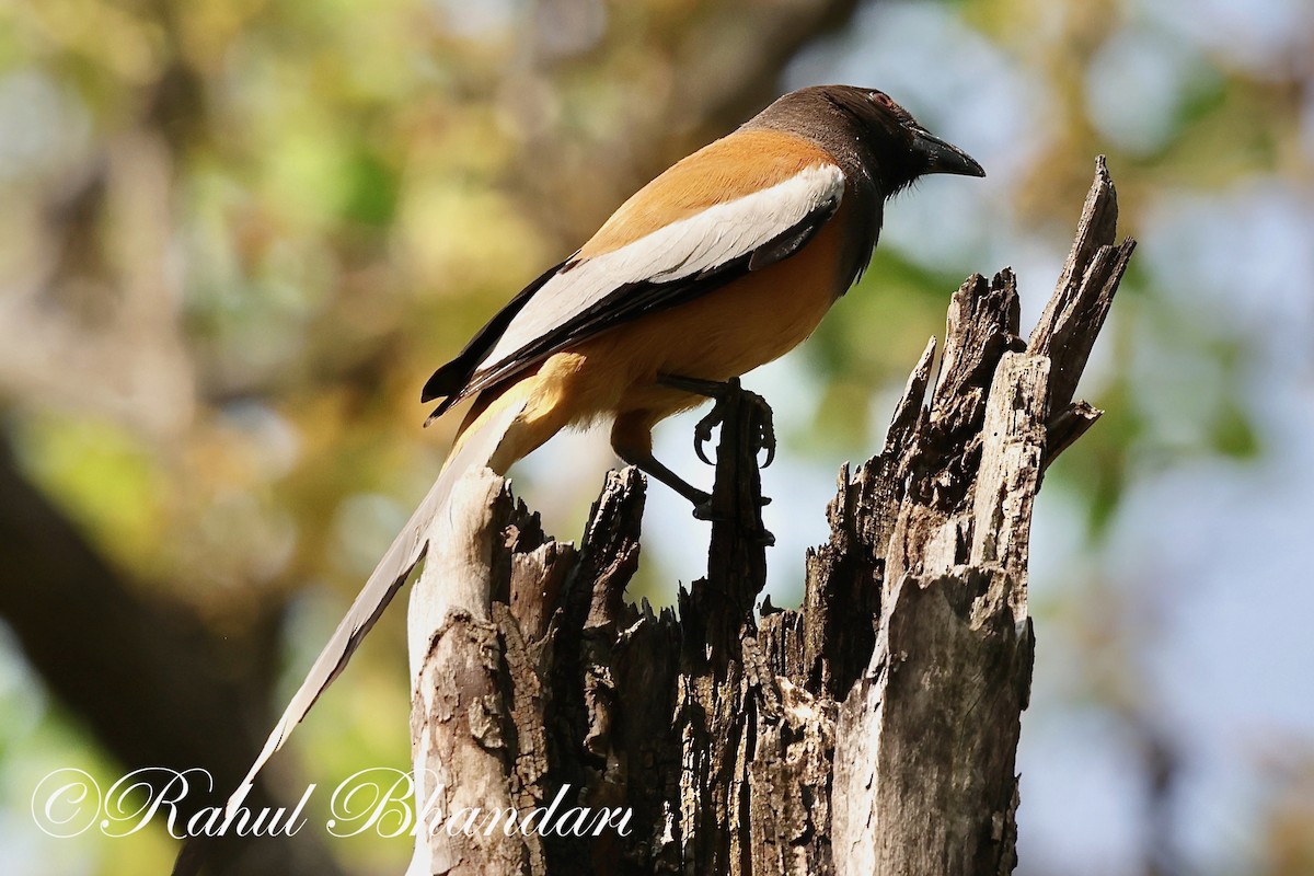 Rufous Treepie - ML620000513