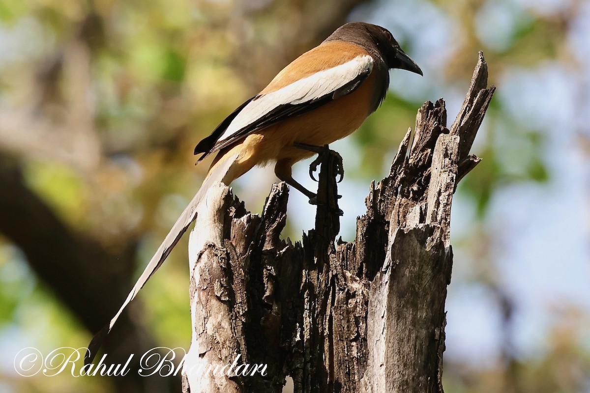 Rufous Treepie - ML620000515