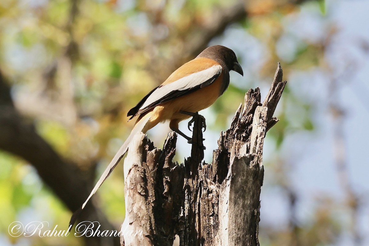 Rufous Treepie - ML620000516