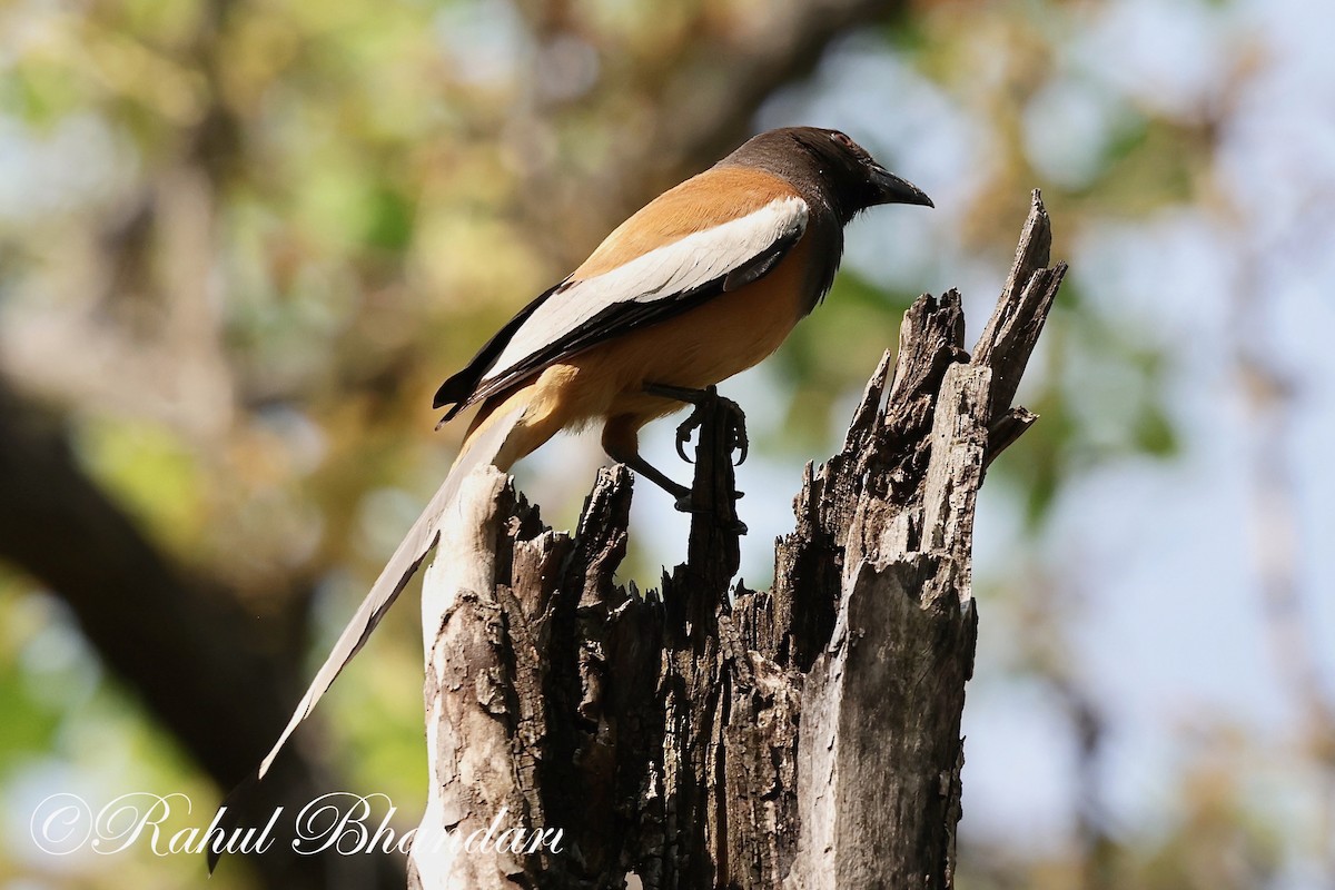 Rufous Treepie - ML620000518