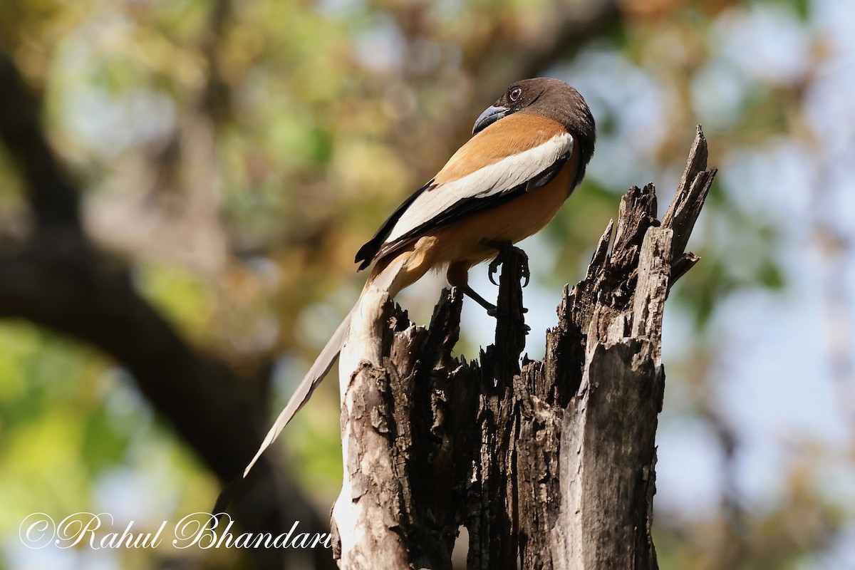 Rufous Treepie - ML620000519