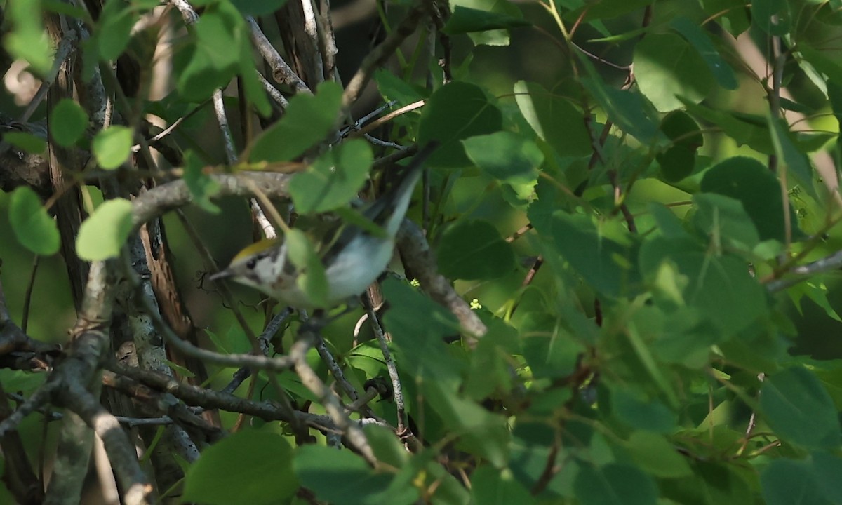 Chestnut-sided Warbler - ML620000532