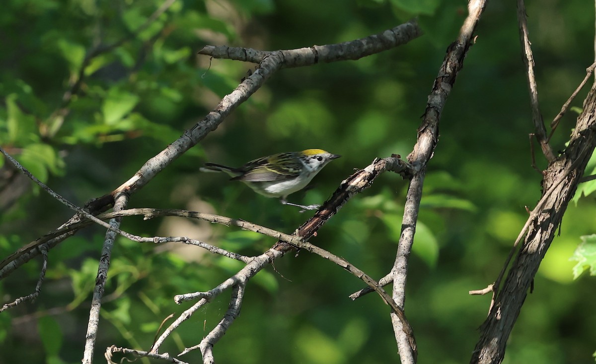 Chestnut-sided Warbler - ML620000533