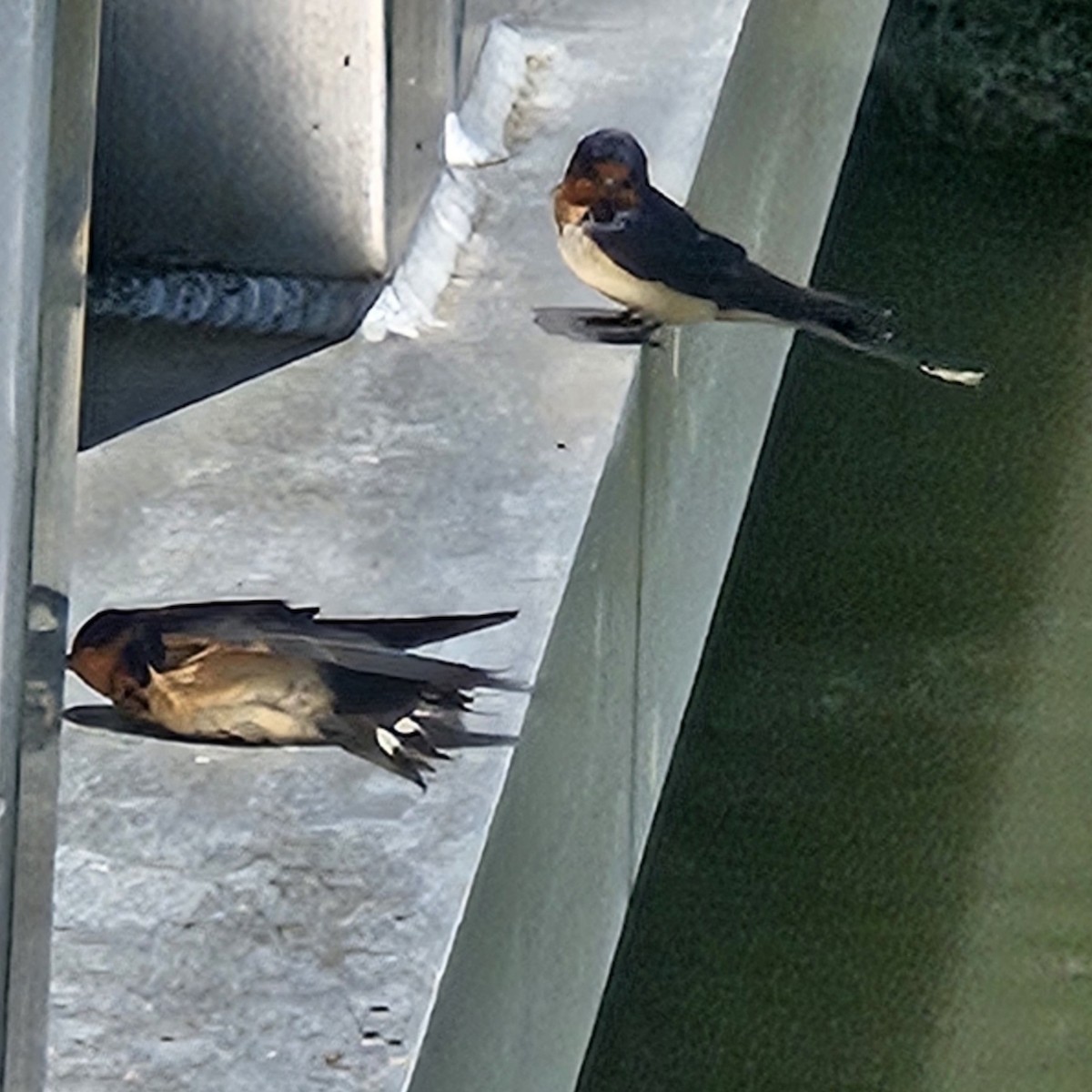 Barn Swallow - ML620000534