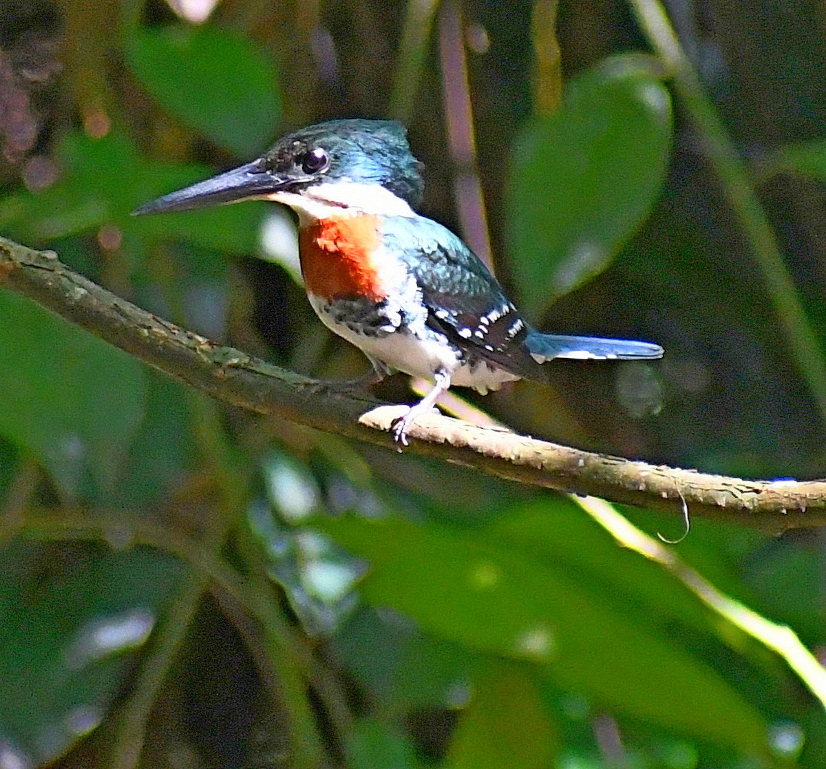 Green Kingfisher - ML620000535