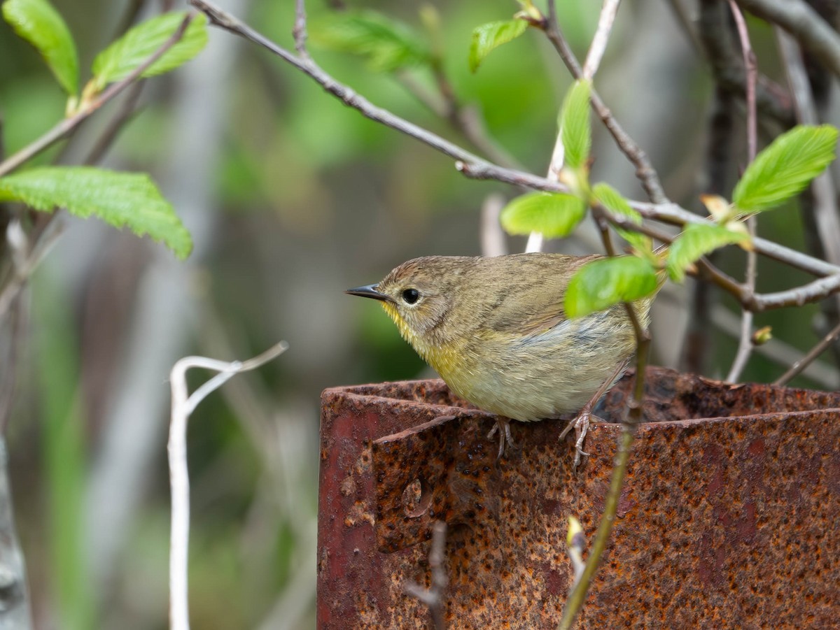 Common Yellowthroat - ML620000574