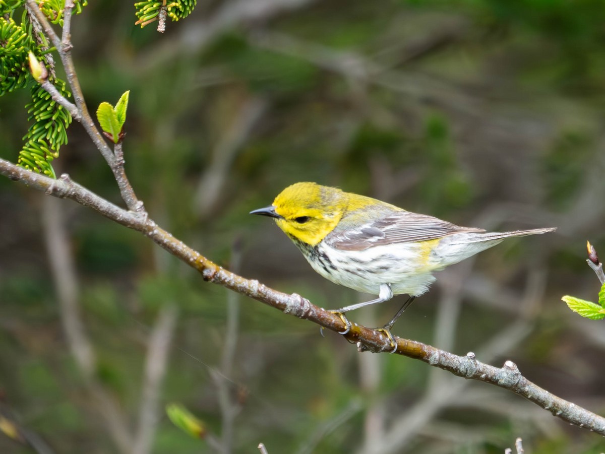 Black-throated Green Warbler - ML620000583