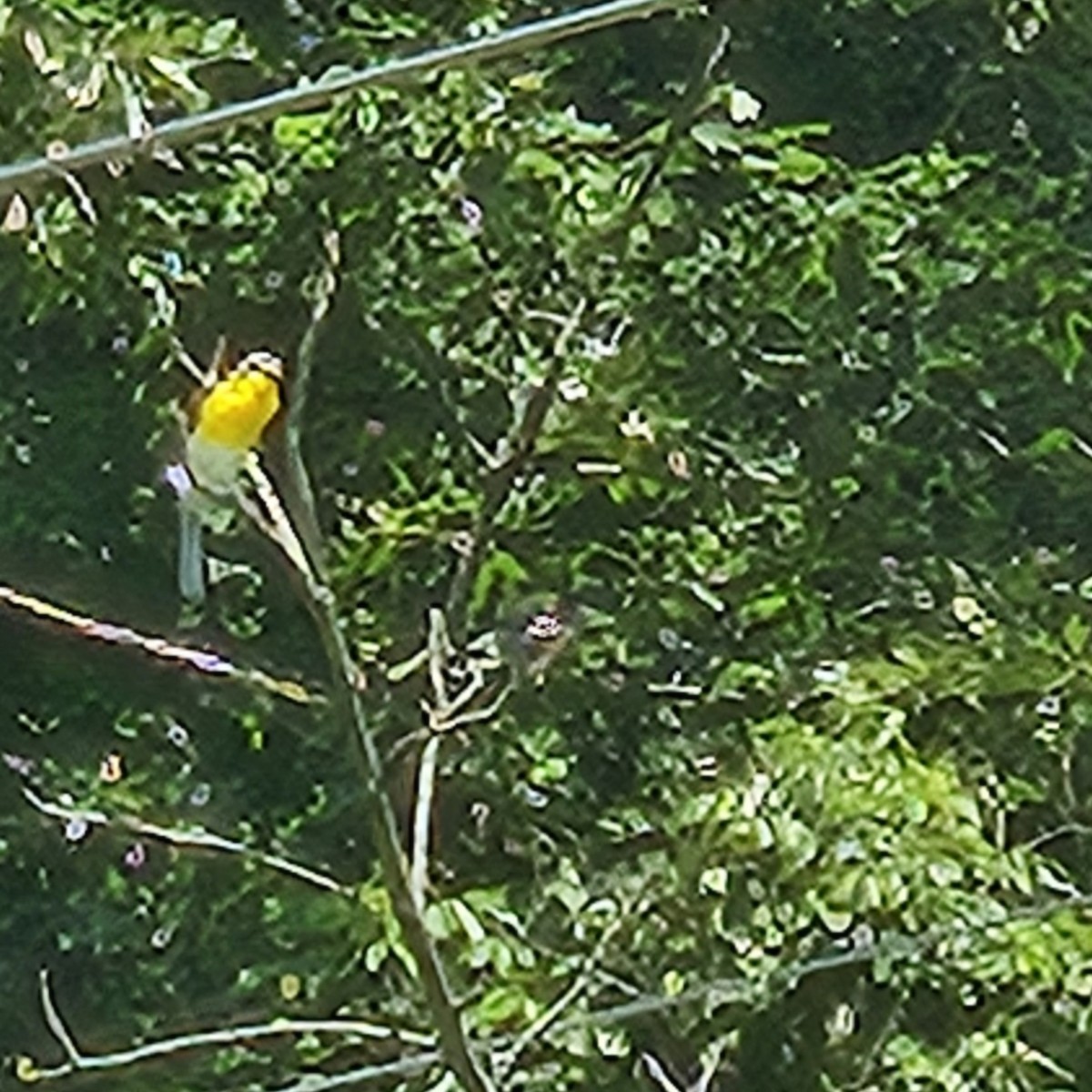 Yellow-breasted Chat - ML620000592