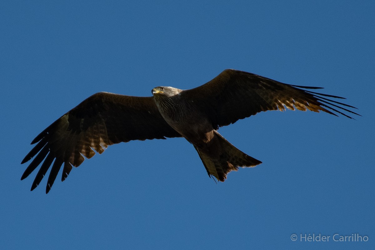 Black Kite - ML620000594