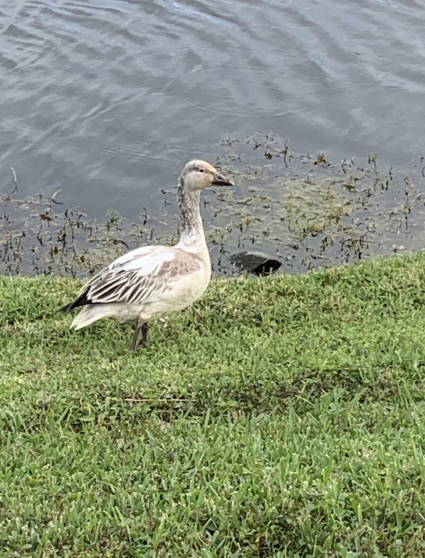 Snow Goose - ML620000595