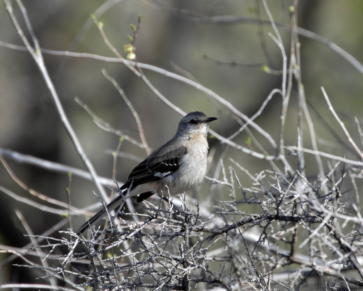 Northern Mockingbird - ML620000596