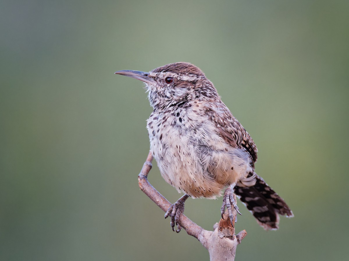 Cactus Wren - ML620000598