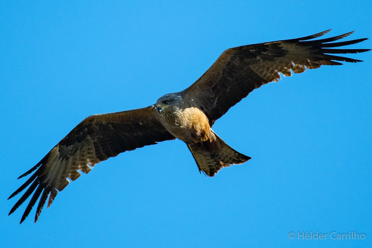 Black Kite - ML620000602