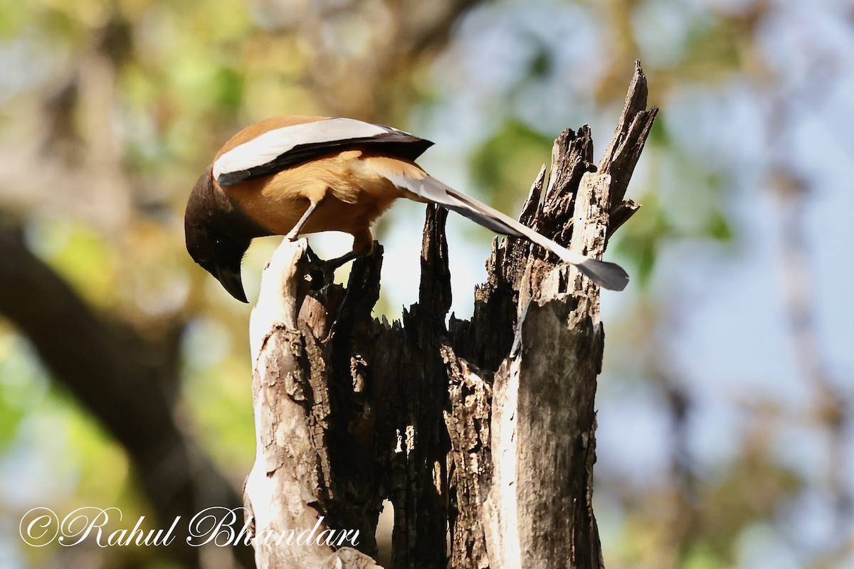 Rufous Treepie - ML620000613