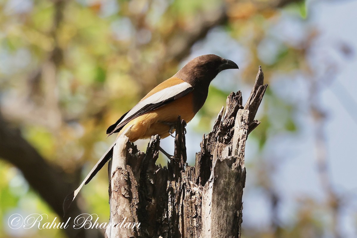 Rufous Treepie - ML620000614