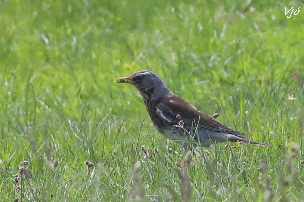 Fieldfare - ML620000620