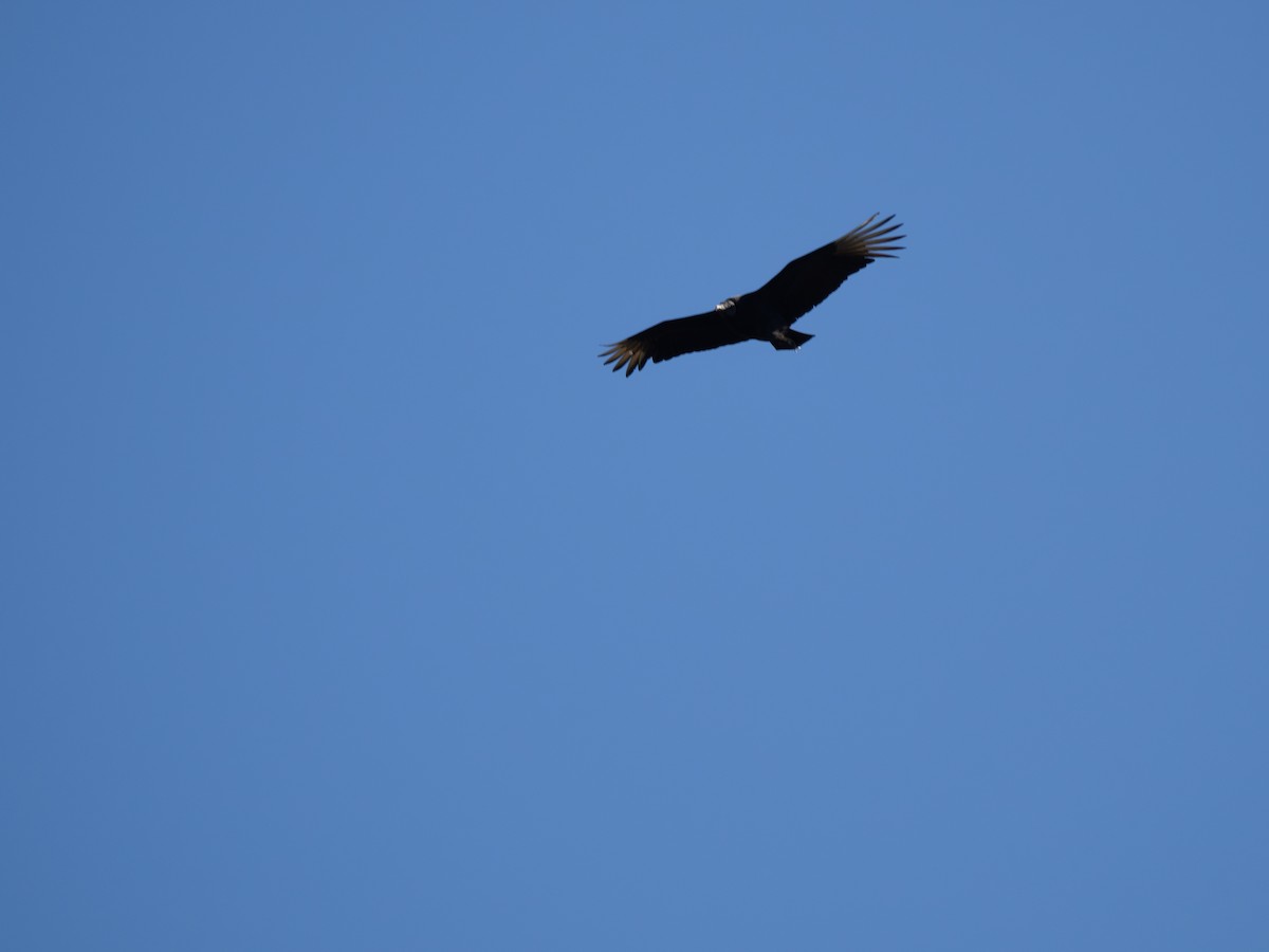 Black Vulture - ML620000622