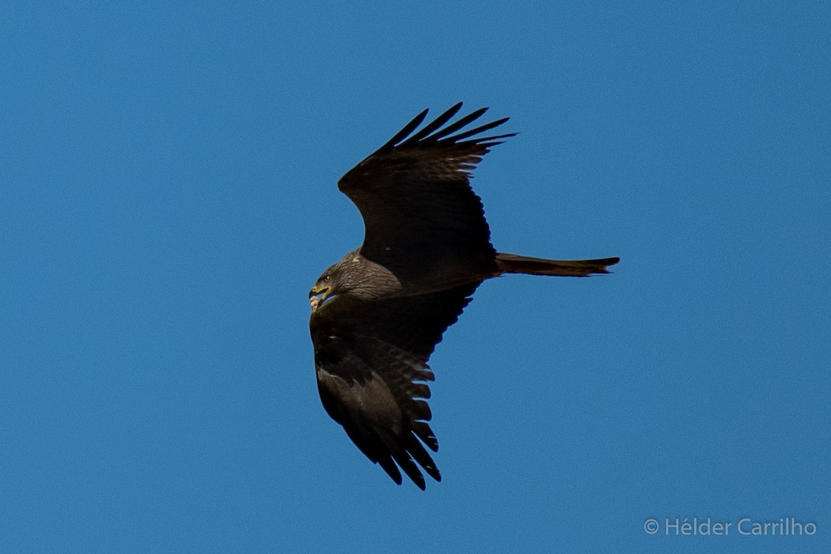 Black Kite - ML620000625