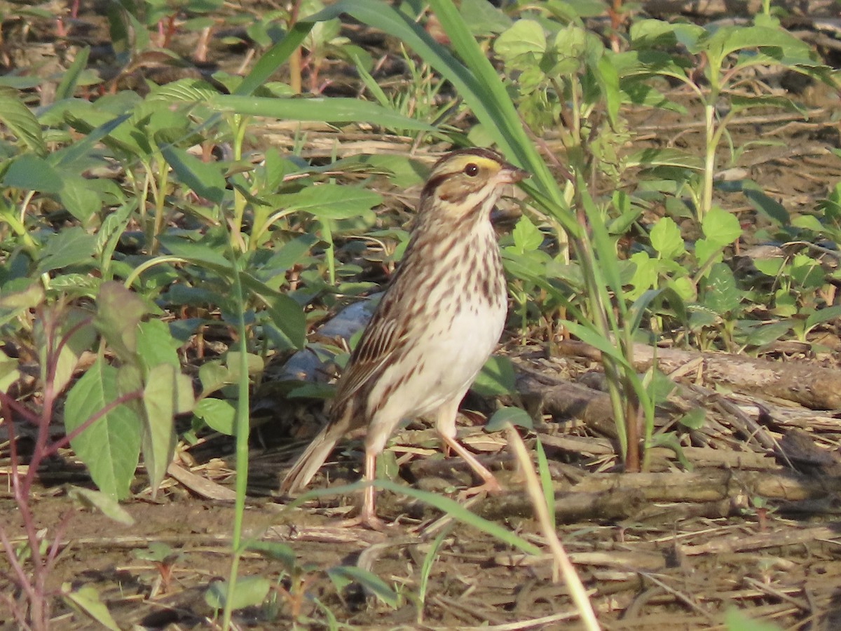 Savannah Sparrow - ML620000638