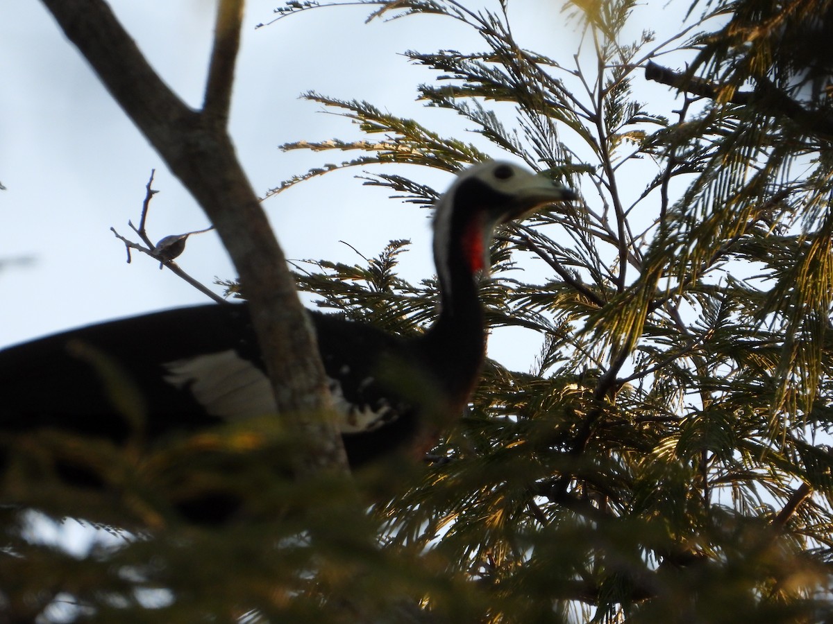 Red-throated Piping-Guan - ML620000639