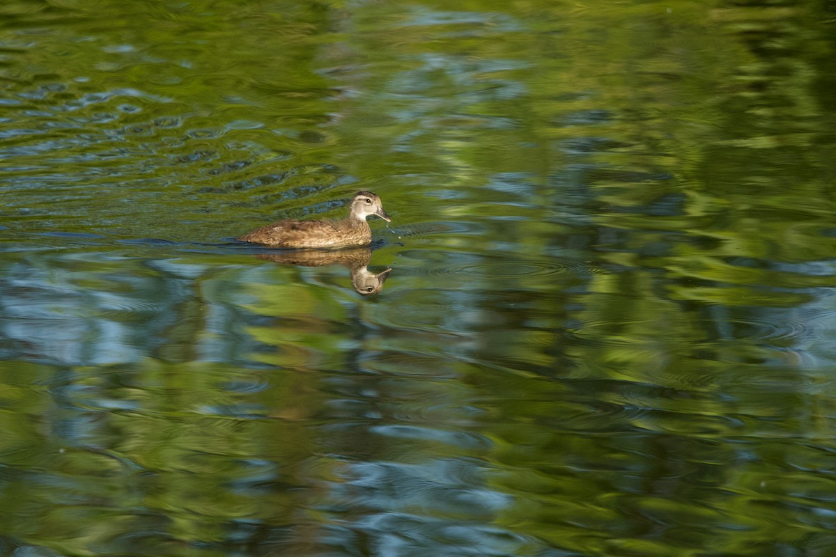 Wood Duck - ML620000649