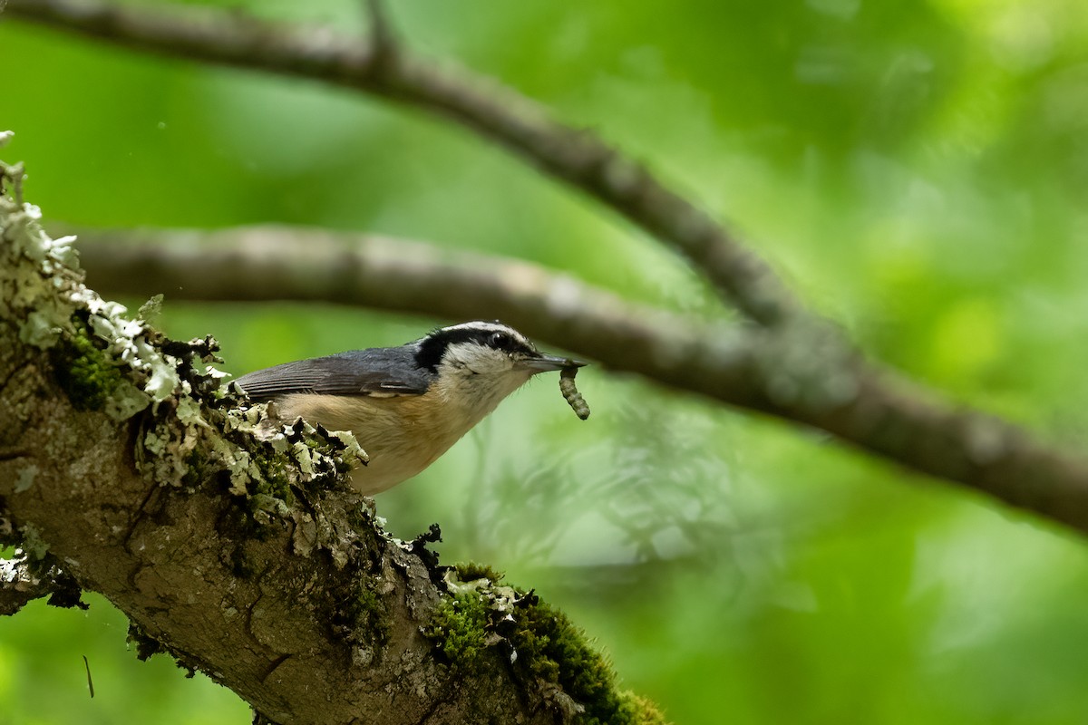 Red-breasted Nuthatch - Garland Kitts