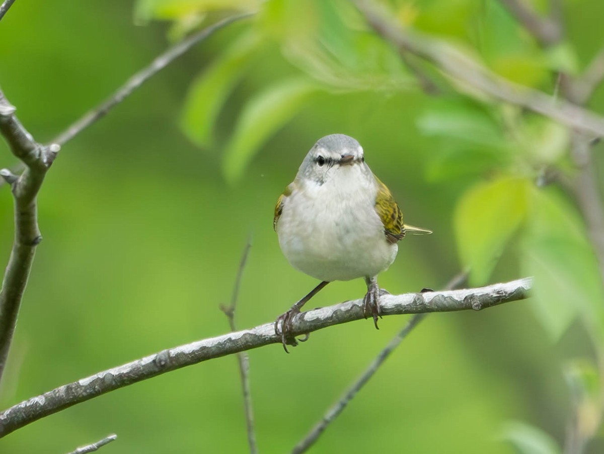 Tennessee Warbler - ML620000657