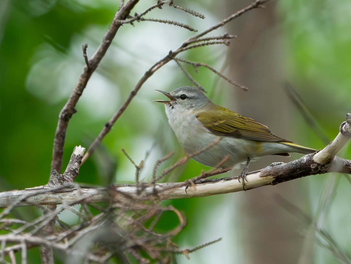 Tennessee Warbler - ML620000658