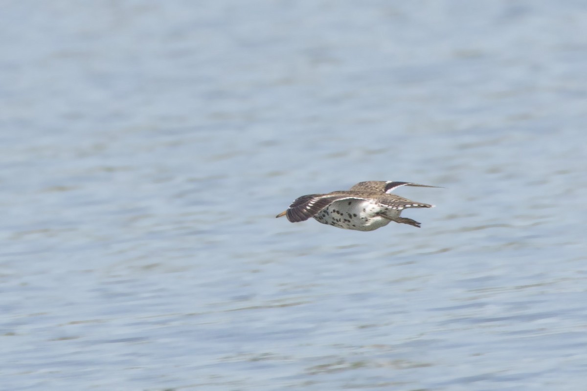 Spotted Sandpiper - ML620000659